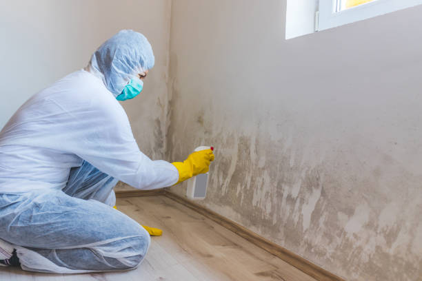 Mold Removal Process in Smithville, MO