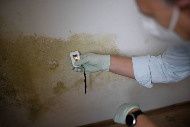 Best Local Mold Removal Service  in Smithville, MO