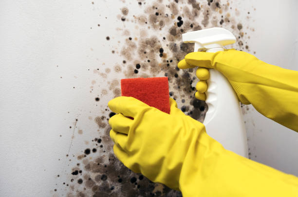 Best Toxic Mold Removal  in Smithville, MO