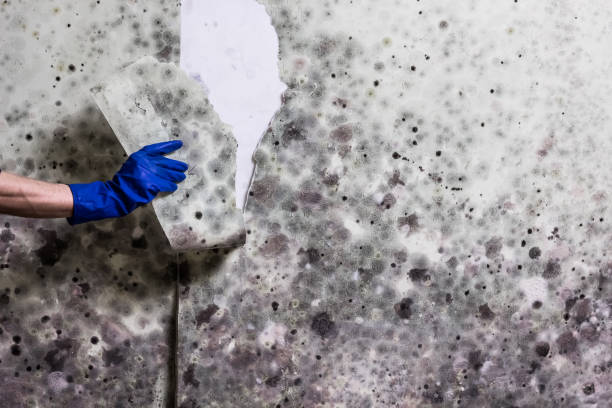 Best Commercial Mold Removal  in Smithville, MO