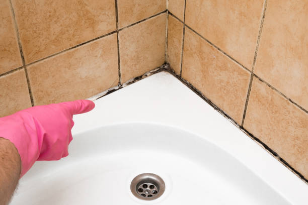 Office Mold Removal Services in Smithville, MO